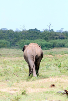 Sri Lanka - Udawalawe national park