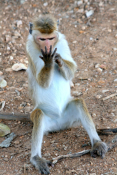 Sri Lanka - 1,2,3,4,5 Keep counting