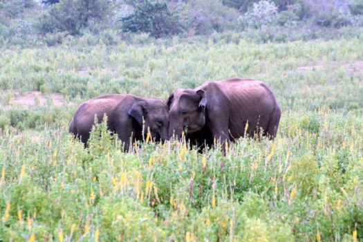 Sri Lanka - Protect a young elephant