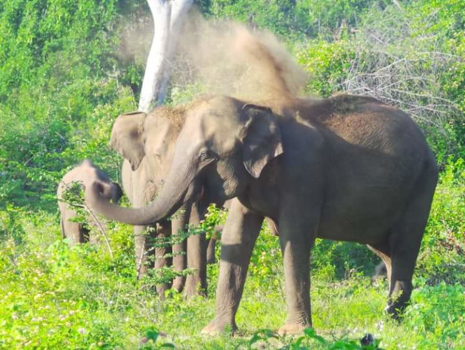 Sri Lanka - Olifant bestrooid zichzelf met zand vanwege de warmte, udawalawe national park, Sri l