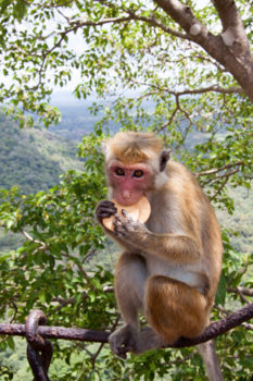 Sigiriya - Cookiemonster