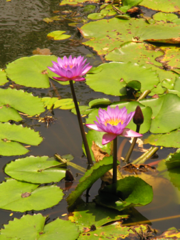 Sri Lanka - Bloemetje