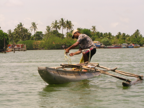 Sri Lanka - Visser