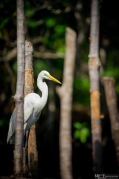 Sri Lanka - Inside the mangrove