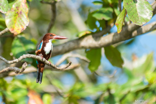 Sri Lanka - Kingfisher (like the beer :) )