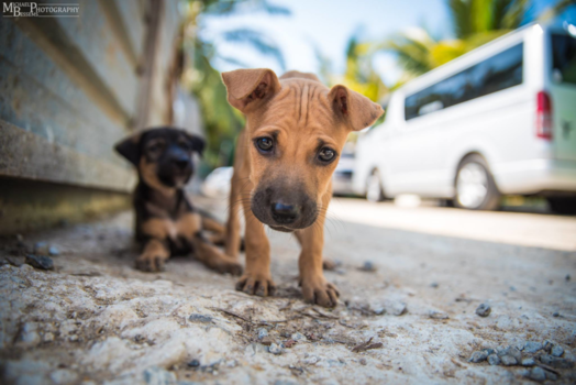 Sri Lanka - Puppy in Mirissa