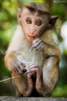 Sri Lanka - Sweet monkey in Dambulla