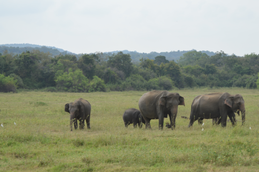 Sigiriya - safari