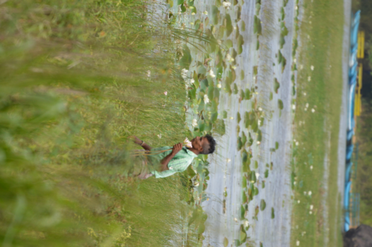 Sigiriya - waterlelies