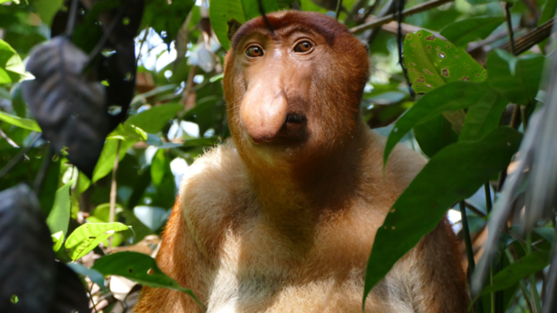 Bako National Park - Neusaap