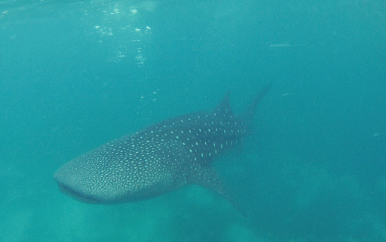 Palawan - Whale shark