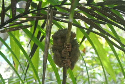 Palawan - Tarsier