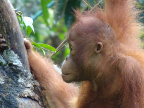 Rondreis door Maleisisch Borneo - What a beautiful morning
