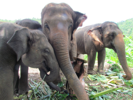 Chiang Mai - Elephant nature park, Chiang mai