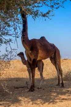 Bikaner - Kameel en kameelveulen