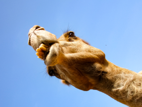 Dubai - Lekker Bekkie