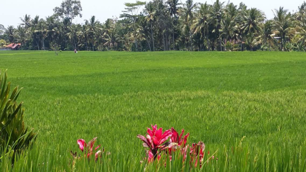 Japan - Rijstvelden ubud,Indonesië
