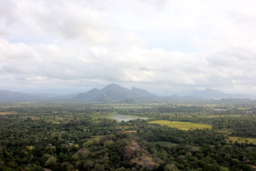 Sri Lanka - Sri Lanka - oerwoud