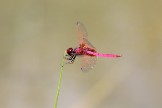 Sri Lanka - Sri Lanka - klein natuur