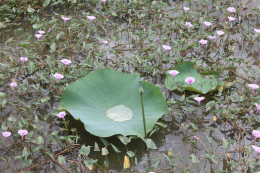 Sri Lanka - Sri Lanka - regenwoud waterblad