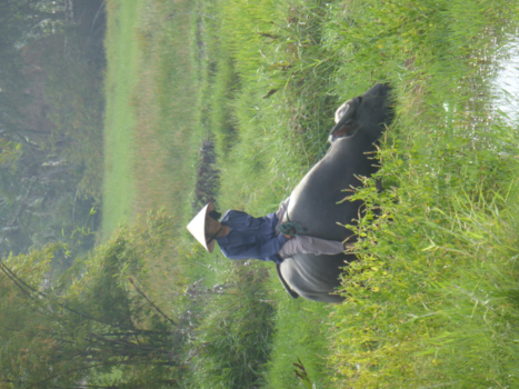 Vietnam - Het plattelandsleven