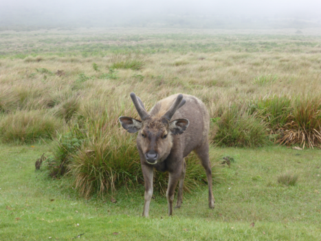 Sri Lanka - Het is geen rendier, maar een Sambar dear