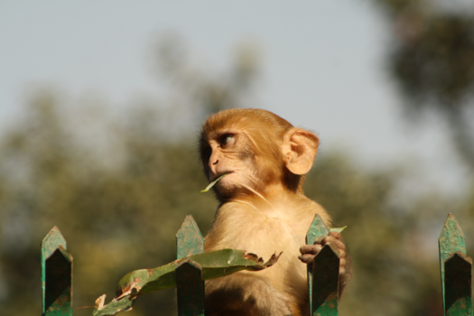 Nepal - Mommy issues