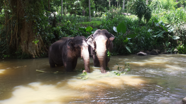 Sri Lanka - Pinnawela