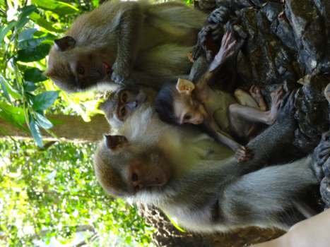 Maleisië - Apes in Maleisië.