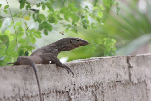 Sri Lanka - Sri Lana - wild life meets urban
