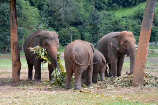 Thailand - Elephant Nature Park, Chiang Mai