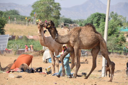 India - kameelfair Agra