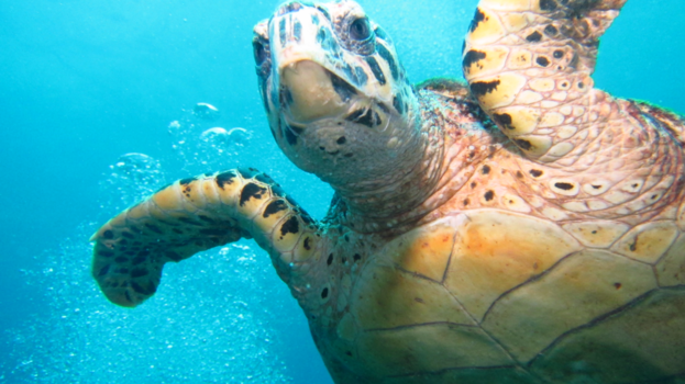 Koh Phi Phi - Zie mij