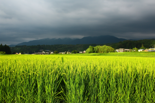 Japan - Silents before the storm