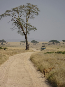 Rondreis Vietnam in twee weken - Serengeti national park