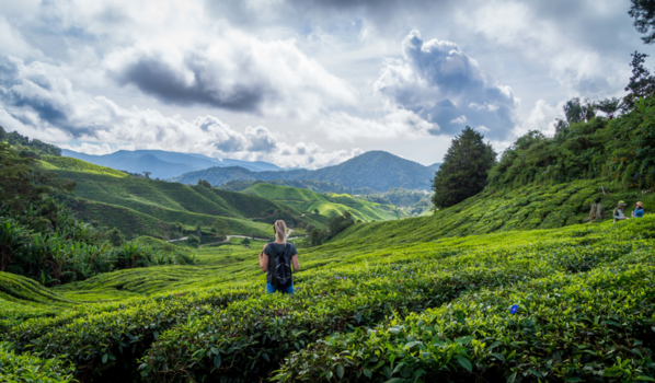 Maleisië - Cameron Highlands