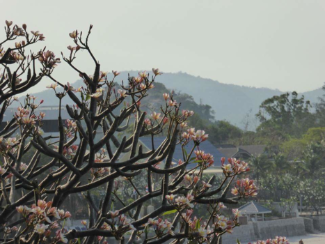 Bangkok - Mooie bloemenpracht