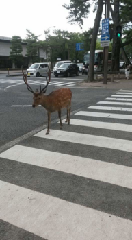 Japan - Well mannered deer in Nara, Japan