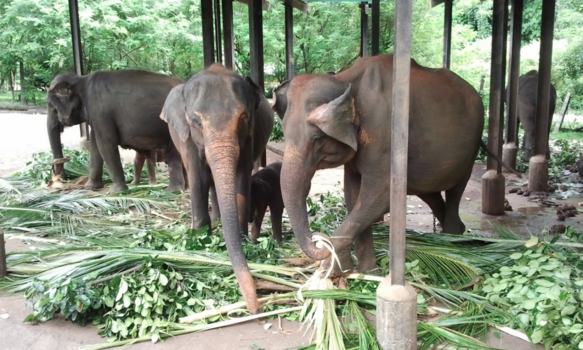 Sri Lanka - olifantenweeshuis