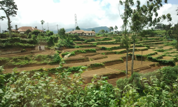 Sri Lanka - Theetuinen Nuwara Eliya-Bandarawela