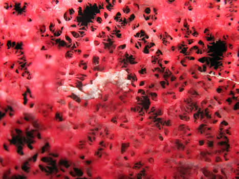 Rondreis door Maleisisch Borneo - Pygmee Seahorse gespot bij Mabul Island Borneo.
