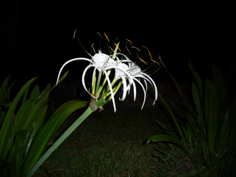 Taman Negara National Park - Flower by night.