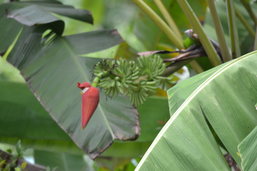 Rondreis Zuid-Thailand - Jungle en strand