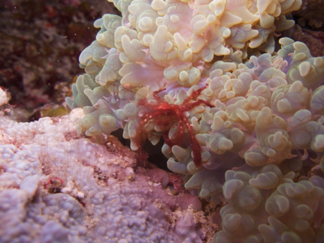 Rondreis door Maleisisch Borneo - Oerang oetan krab. Mabul Island Borneo.