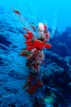 Rondreis door Maleisisch Borneo - Onderwaterwereld, Mabul Island, Borneo.