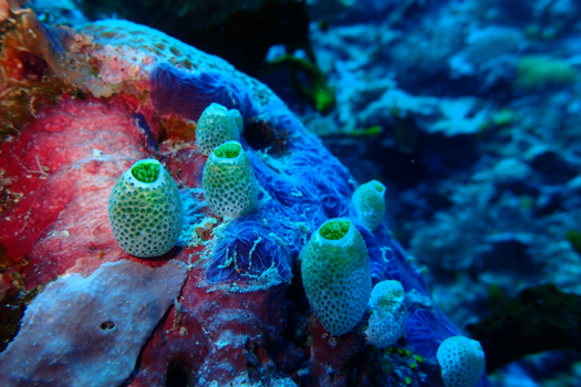 Rondreis door Maleisisch Borneo - Fascinerende onderwaterwereld, Mabul Island, Borneo.