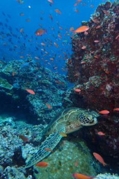 Rondreis door Maleisisch Borneo - Turtle is coming, Mabul Island, Borneo.