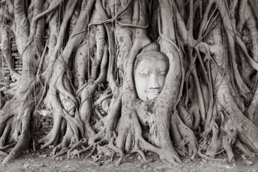 Rondreis Thailand in twee weken - Headlock (ayuthaya tempel)