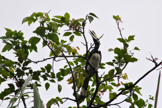 Maleisië - Roepie roepie vogel