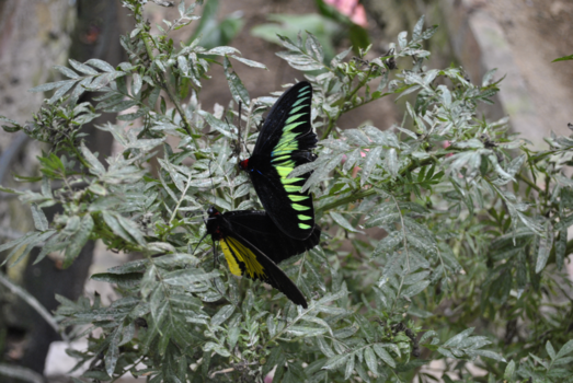 Maleisië - Maleisische nationale vlinder